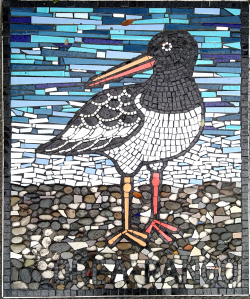 Torea - Oyster Catcher